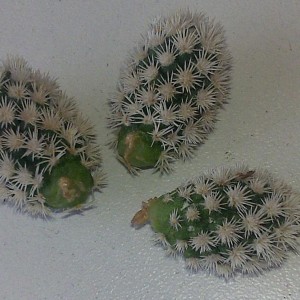 mammilaria gracilis cv.arizona snowcup