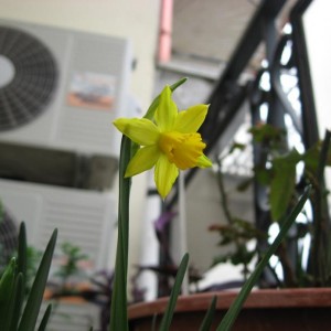 Narciso nano