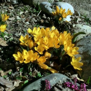 crocus