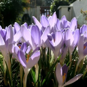 crocus