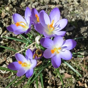 crocus