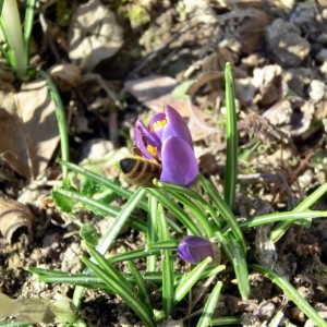 crocus