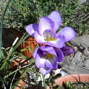 fresia blu