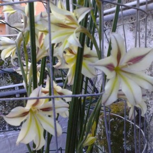 gladiolus tristis