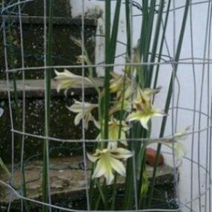 gladiolus tristis ( selvatico)