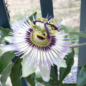 dettaglio fiore 1 passiflora cerulea