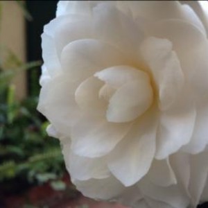 Camellia japonica 'Alba Plena'