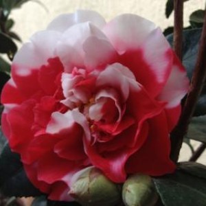 Camellia japonica 'General Coletti'