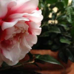 Camellia japonica 'General Coletti'