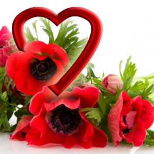 anemone cuore500