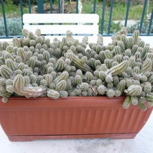 echinopsis