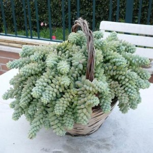 Sedum burrito