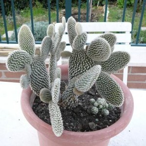 Opuntia