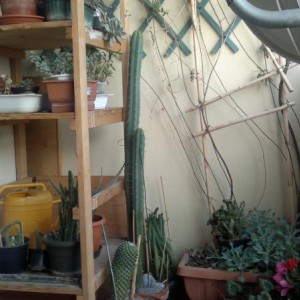 questo è il cactus per intero