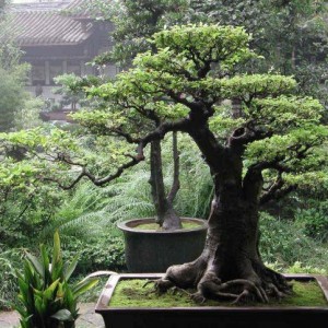 Bonsai Wallpaper bonsai 9595542 1024 768