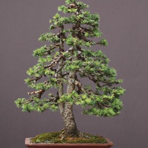 Picea abies bonsai