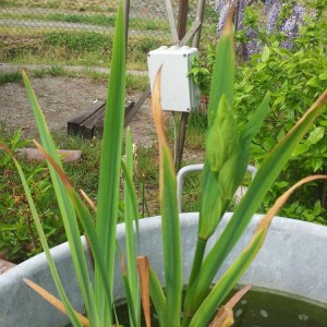 9 Il primo bocciolo di iris pseudo