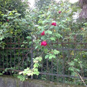 rose a porta calvi