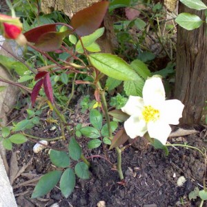 la prima chinensis mutabilis da talea.