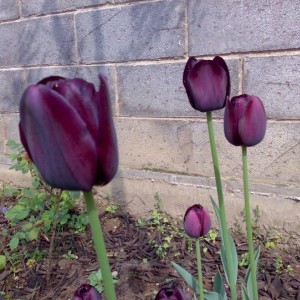 tulipano "nero"