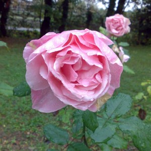 Rosa 'Queen Elizabeth' 2 o Lijiang