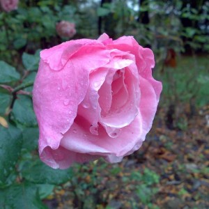 Rosa 'Queen Elizabeth' o Lijiang