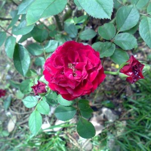 rosetta rossa