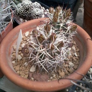 Echinocereus davisii 0 2013