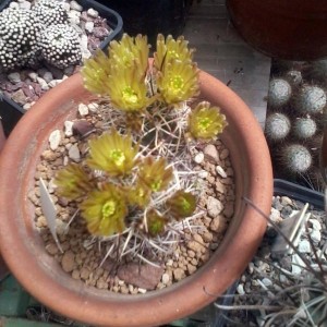 Echinocereus davisii  1  2013