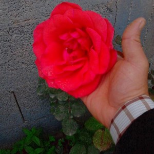 Una rosa il primo maggio 2013