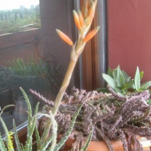 aloe humilis in fiore