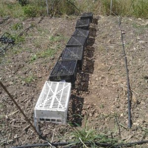 Chi volesse proteggere le piantine dal vento e dal sole cocente, la prima settimana,puo' fare come me.Cassette di plastica da frutta a testa in giu'.