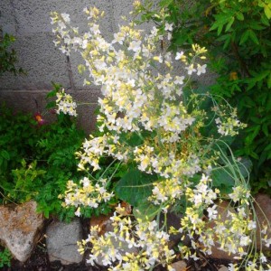 fiori di cavolfiore.