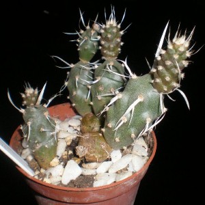 opuntia articulata papyracantha