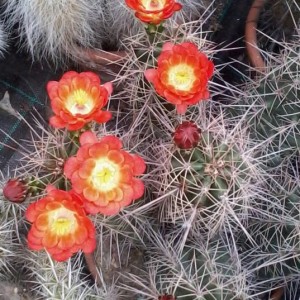 Echinocereus coccineus  0  2013