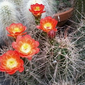 Echinocereus coccineus  4  2013