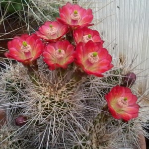 Echinocereus toroweapensis BW92  Yavapai Co  4