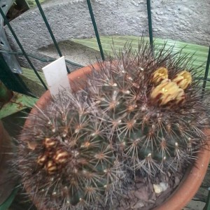 Gymnocactus aguirrei 2013