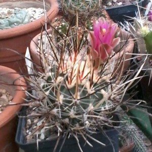 Sclerocactus spinosior ssp. blainii   4  SB1540