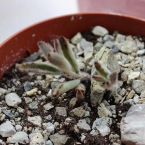 un piccolo di kalanchoe tomentosa