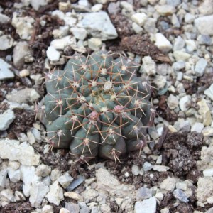 gymnocalycium quehlianum