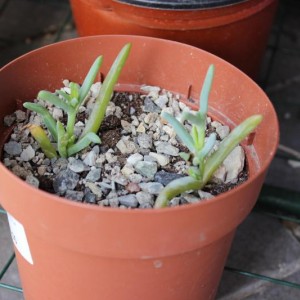 delosperma cooperi, grazie fra!!