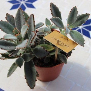 kalanchoe tomentosa