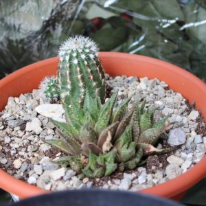 echinocereus in secondo piano