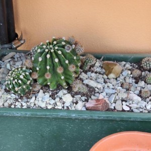 echinopsis