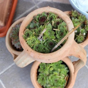 sempervivum