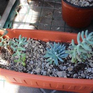 quella tutta a destra è una crassula tetragona?