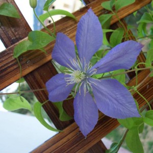 clematis