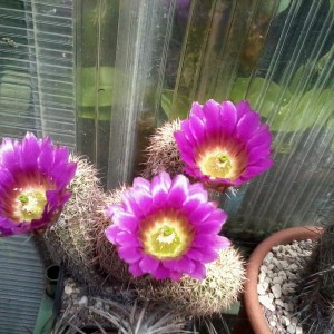 Echinocereus bonkerae HN1  7  2013