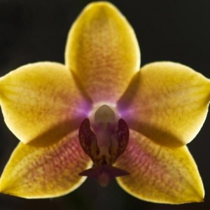 Phal nr18